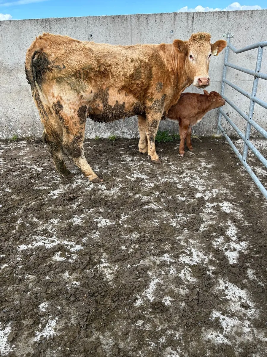 Springer with bull calf - Image 1