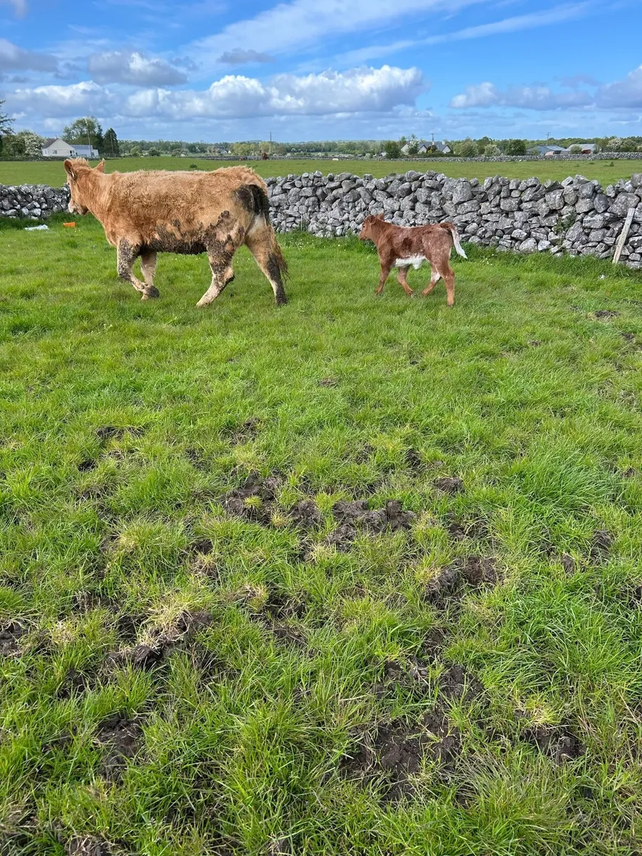 Springer with bull calf - Image 3