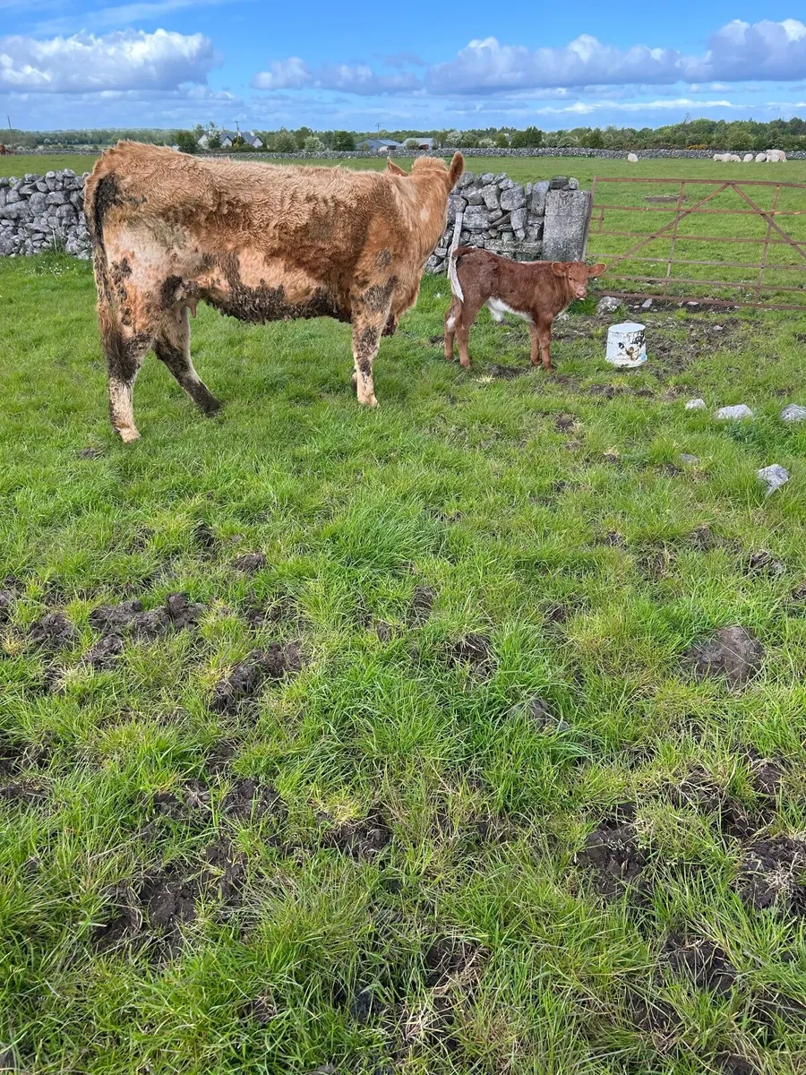 Springer with bull calf - Image 4