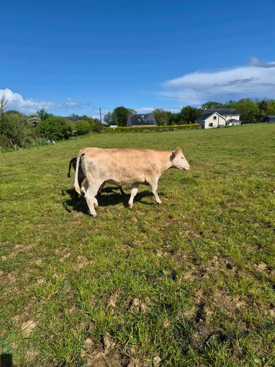 Charlois heifer - Image 1