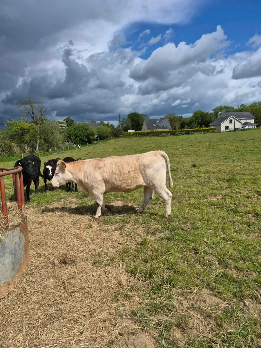 Charlois heifer - Image 2