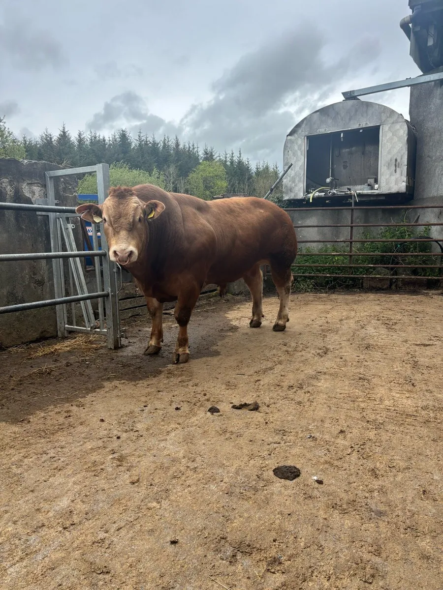 Limosuin LM Bull - Image 3