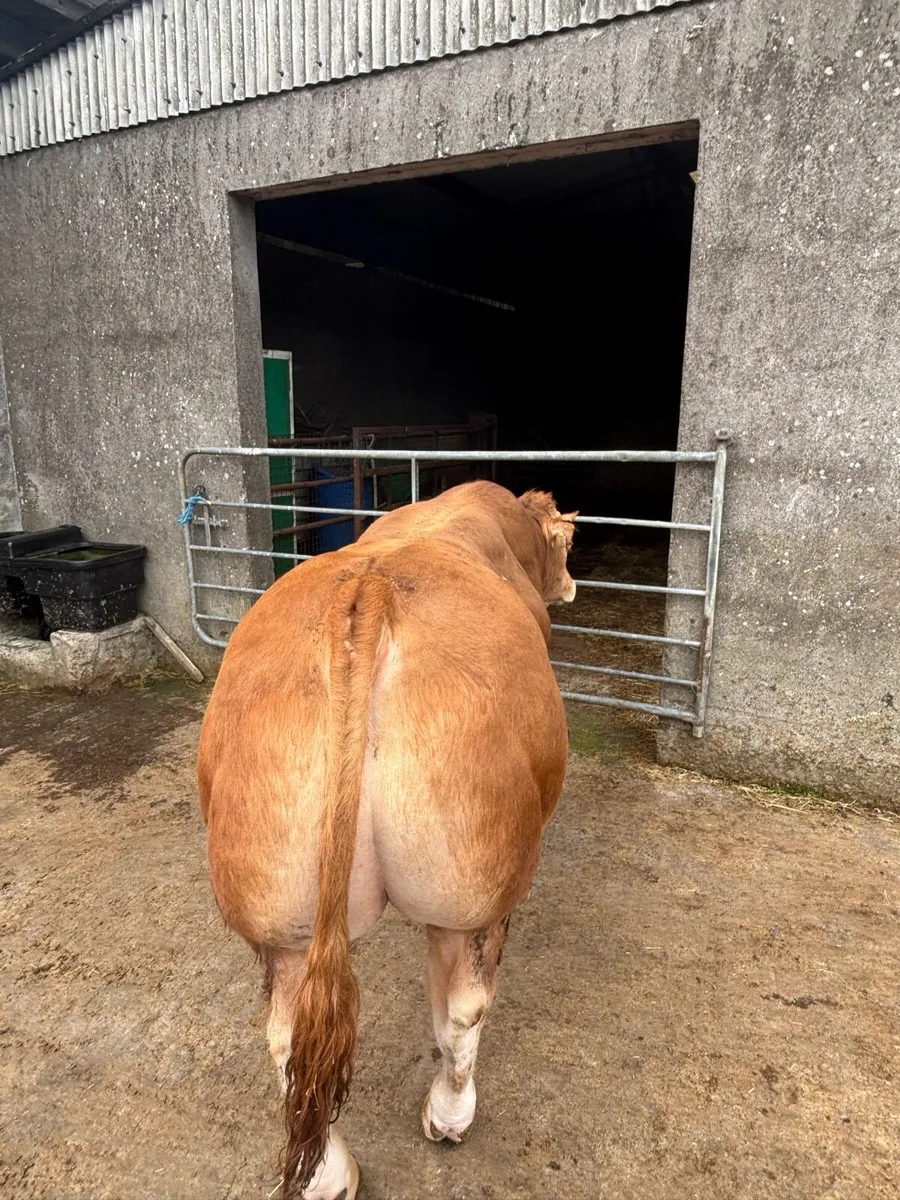 Limosuin LM Bull - Image 4