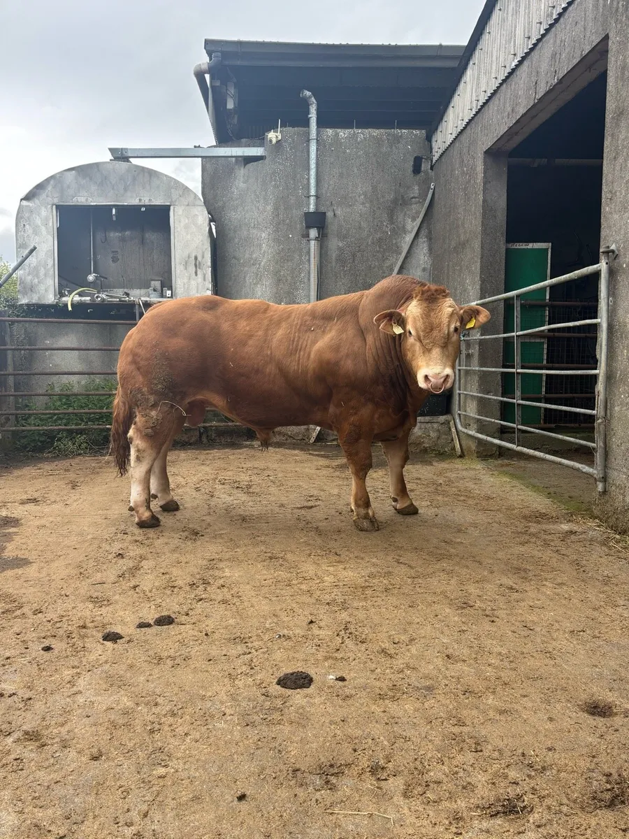 Limosuin LM Bull - Image 2