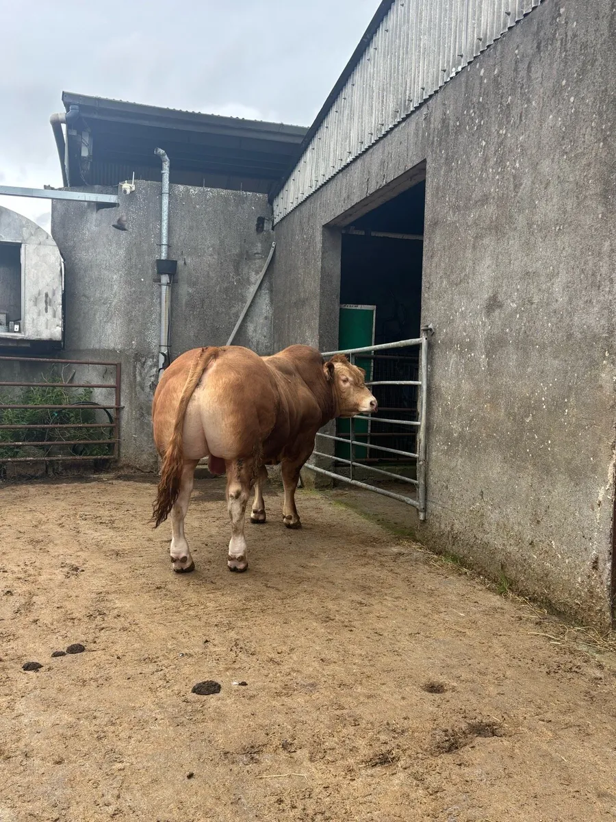 Limosuin LM Bull - Image 1