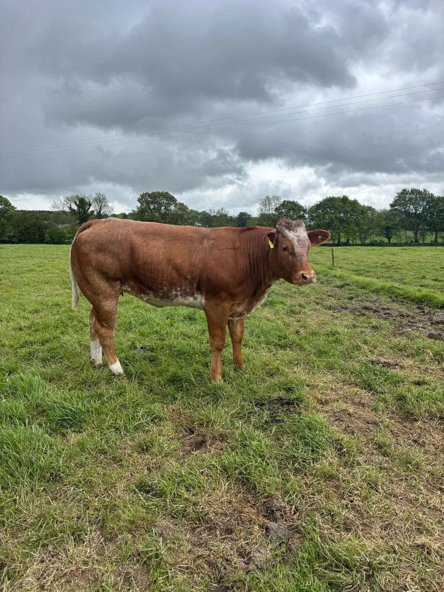 2 LMX and 1 BBX for sale - Image 3