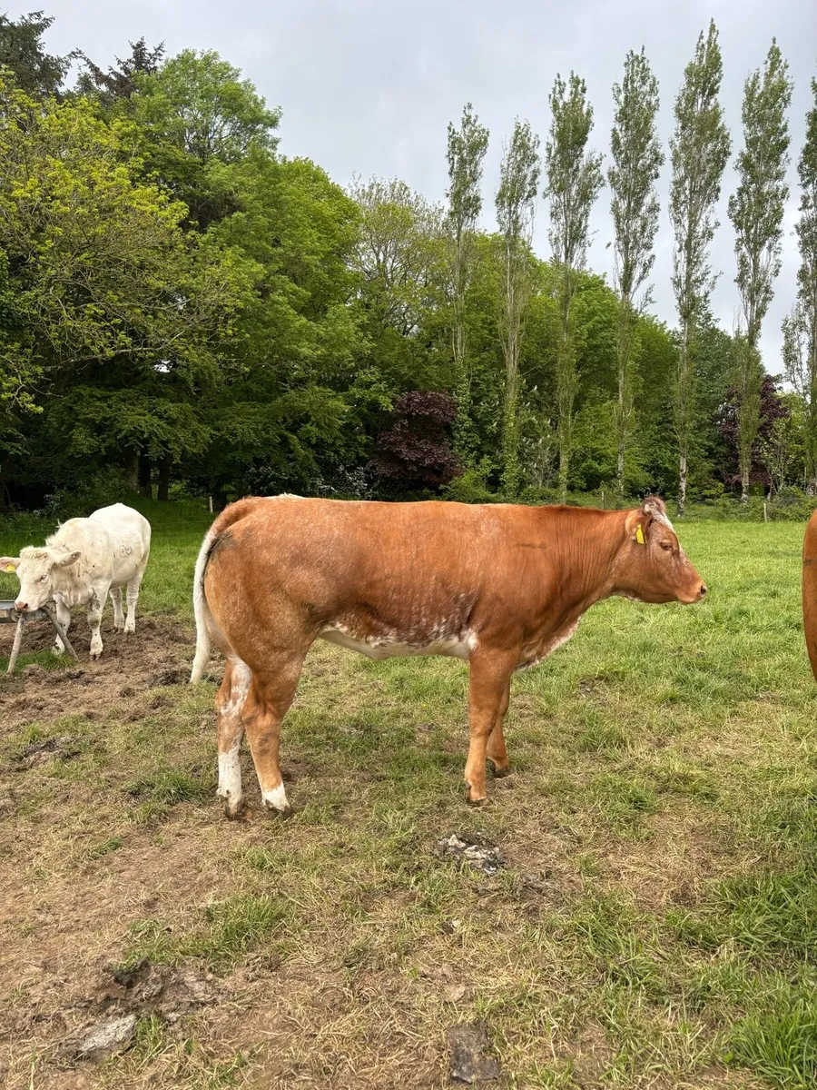 2 LMX and 1 BBX for sale - Image 2