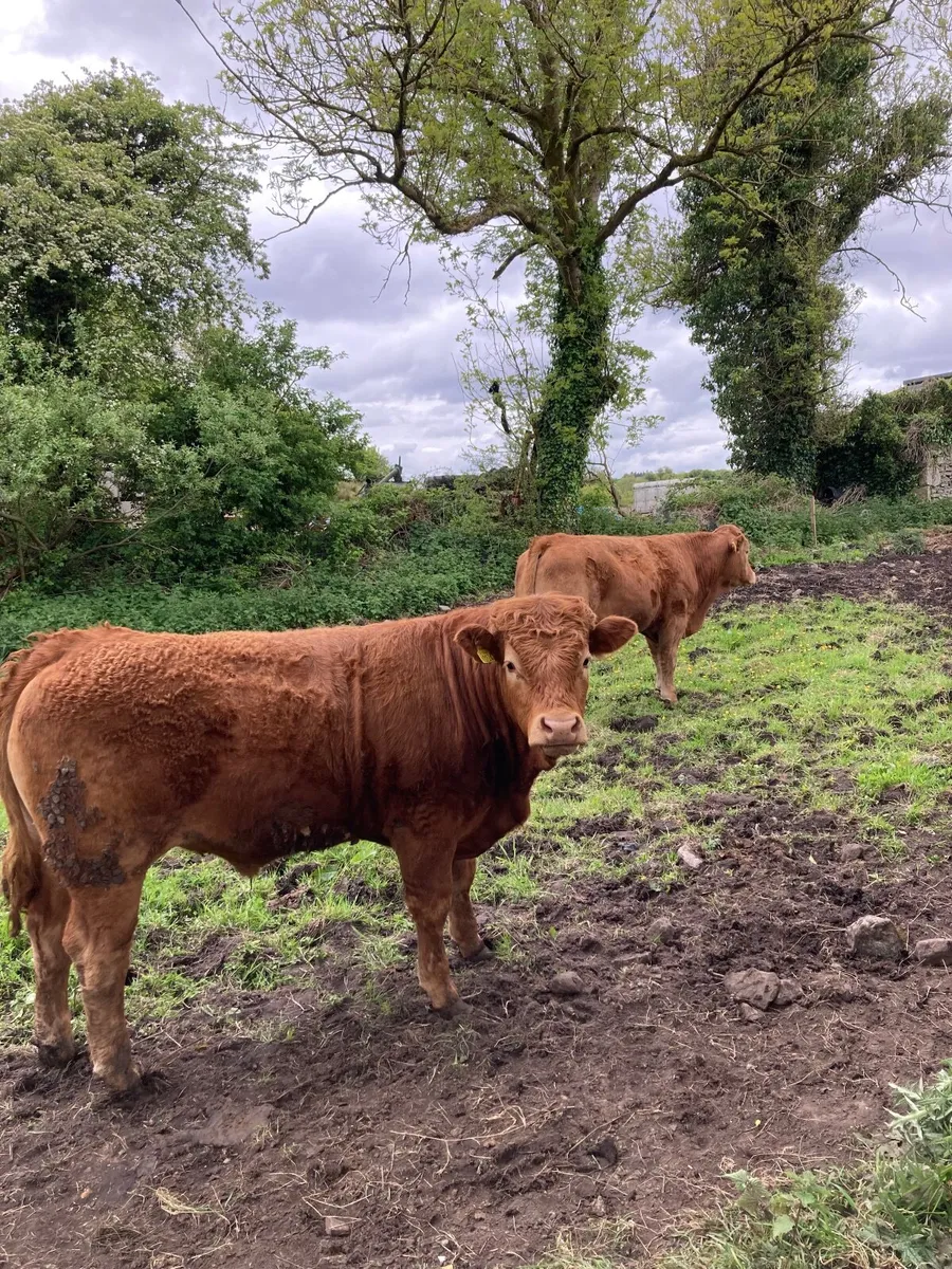 Cattle Out lying bullocks. - Image 1