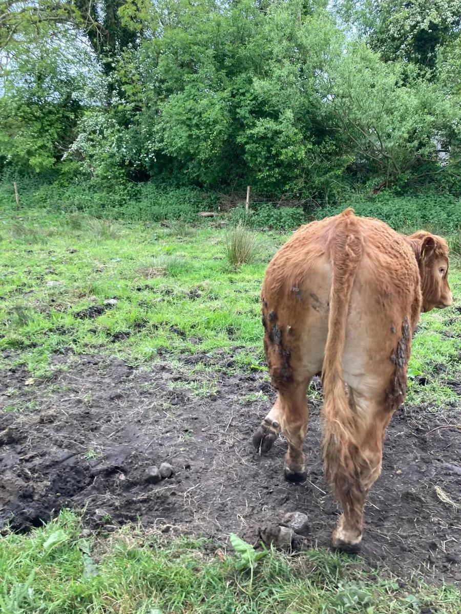 Cattle Out lying bullocks. - Image 2