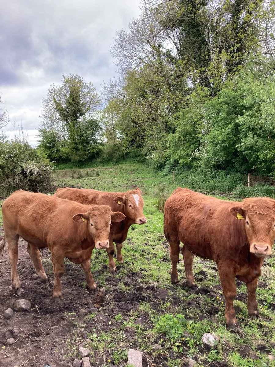 Cattle Out lying bullocks. - Image 3