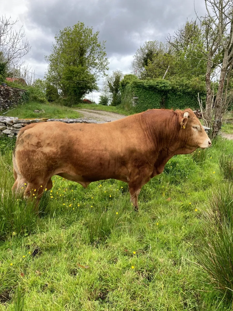Cattle Out lying bullocks. - Image 4