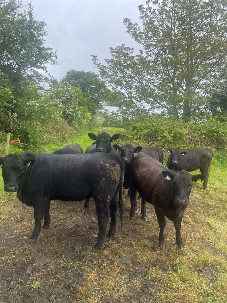 P.B.R. Angus Maiden Heifers