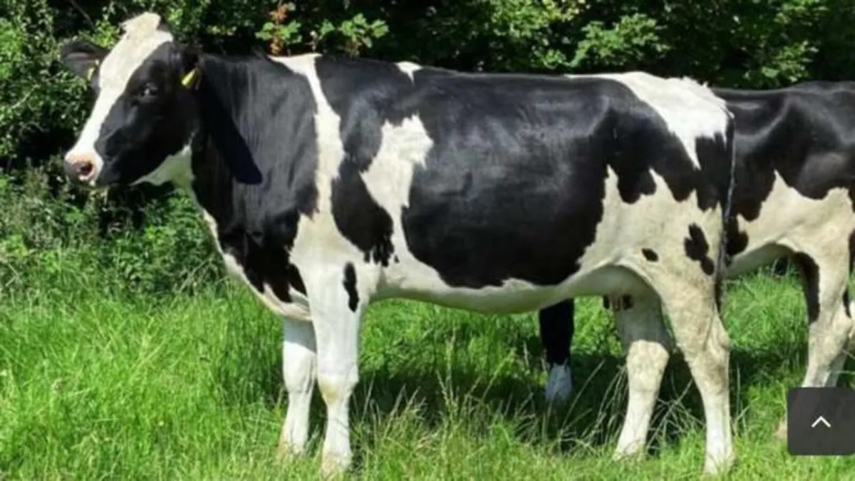GENUINE CLEARANCE SALE LISTOWEL MART WED 20TH MAY