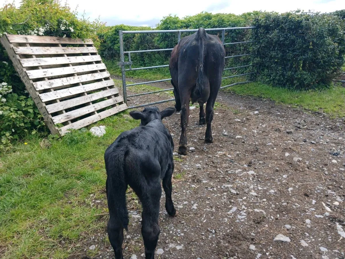 3 AA first calvers. - Image 2