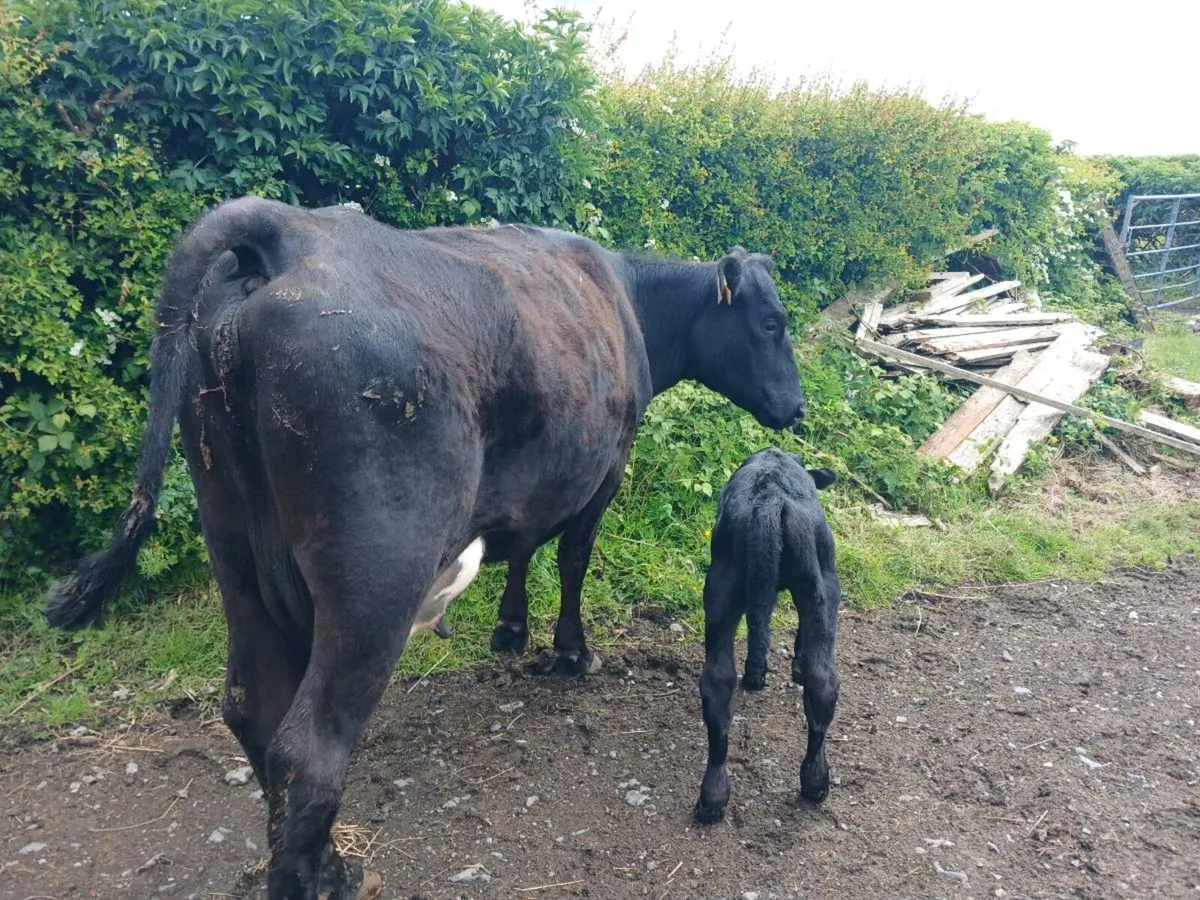 3 AA first calvers. - Image 4