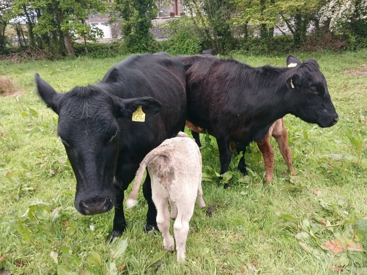 2AA first calvers. - Image 2