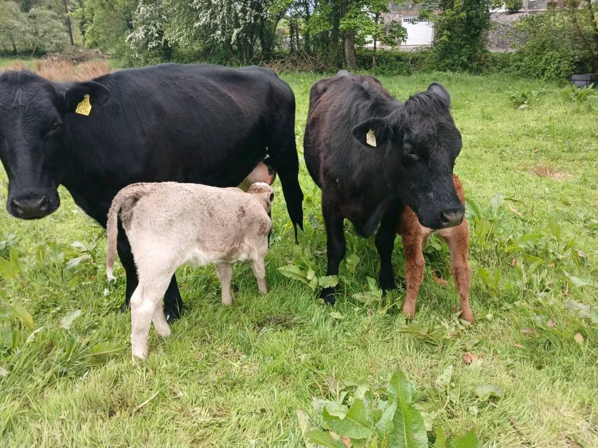 2AA first calvers. - Image 3