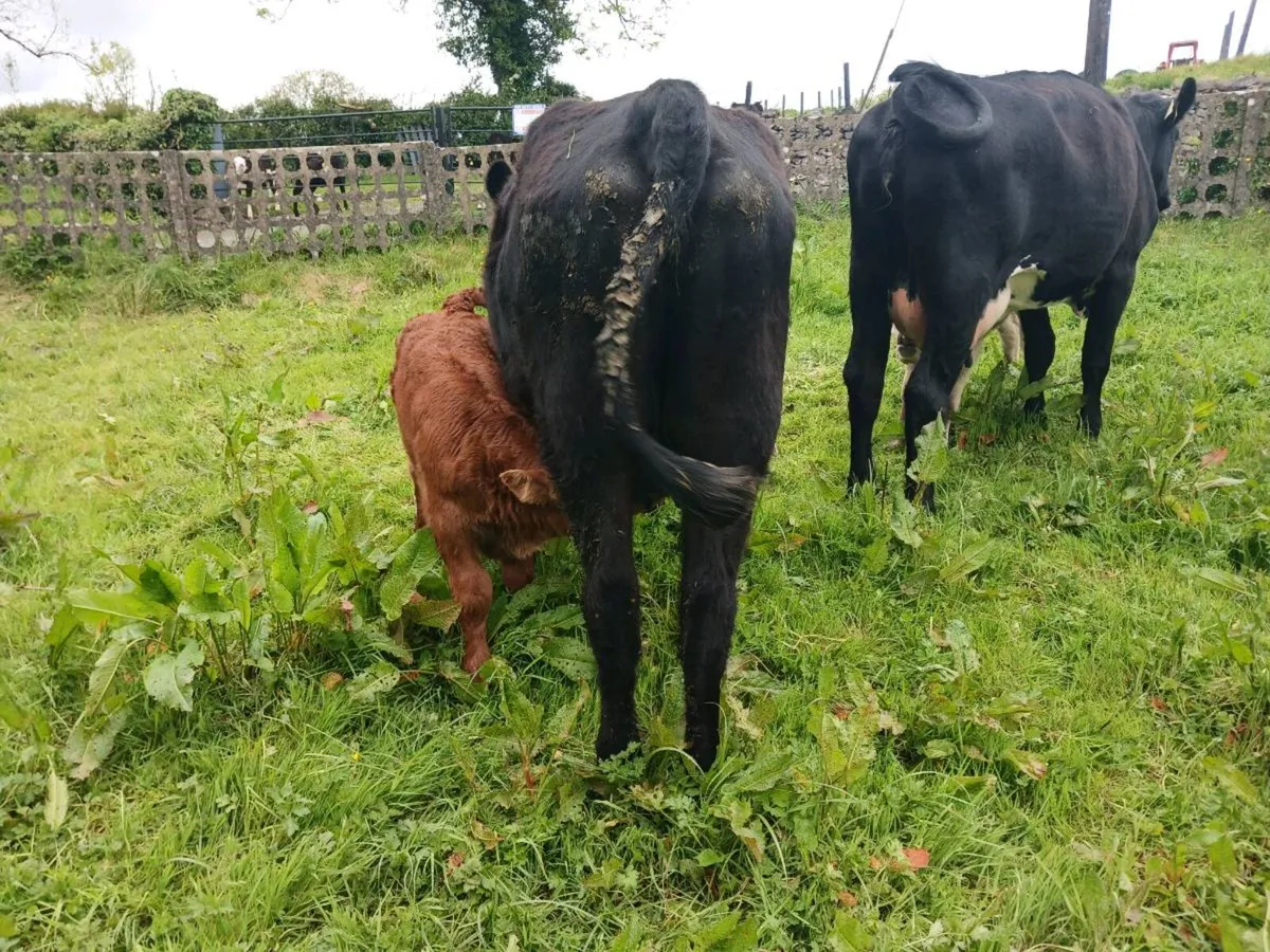 2AA first calvers. - Image 4