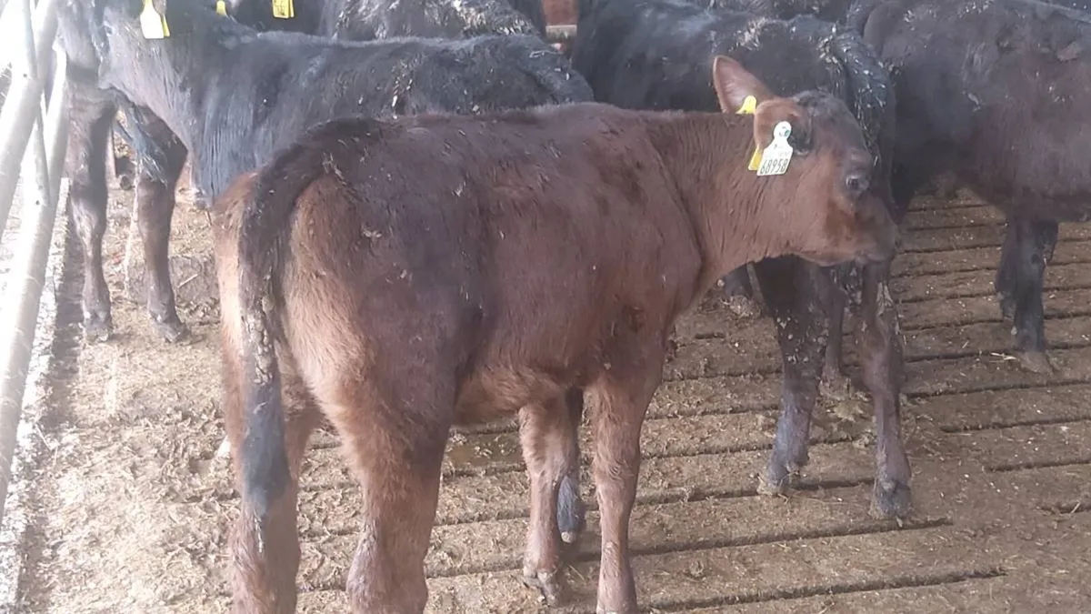 Aa heifer  calves - Image 1