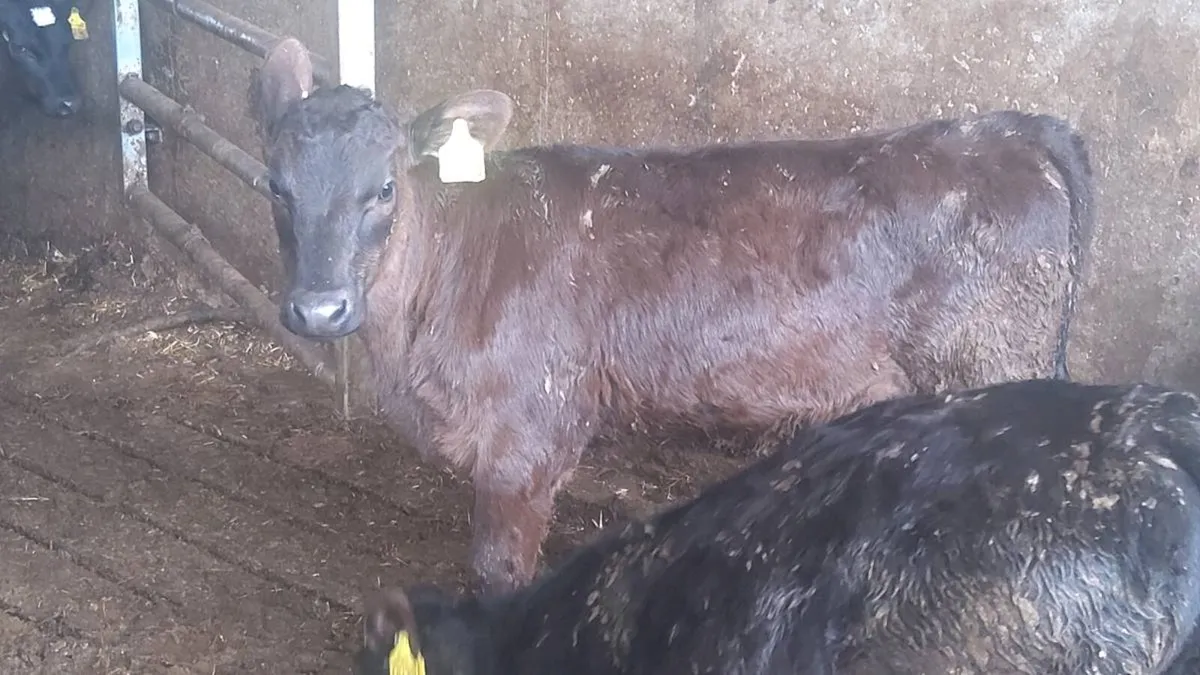 Aa heifer  calves - Image 2