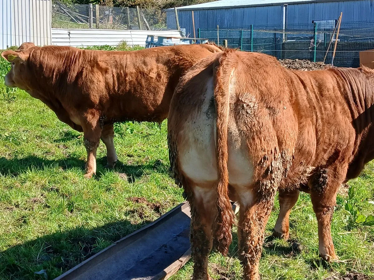 Limousin Bull - Image 2