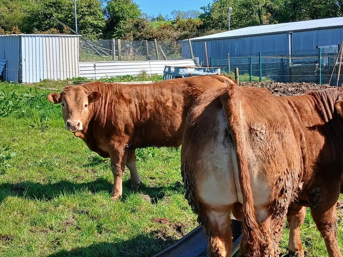 Limousin Bull - Image 1
