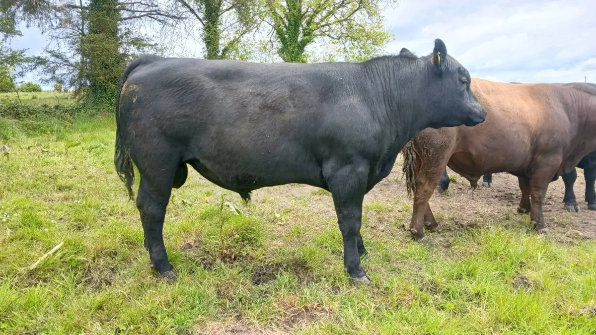 Angus bull - Image 2