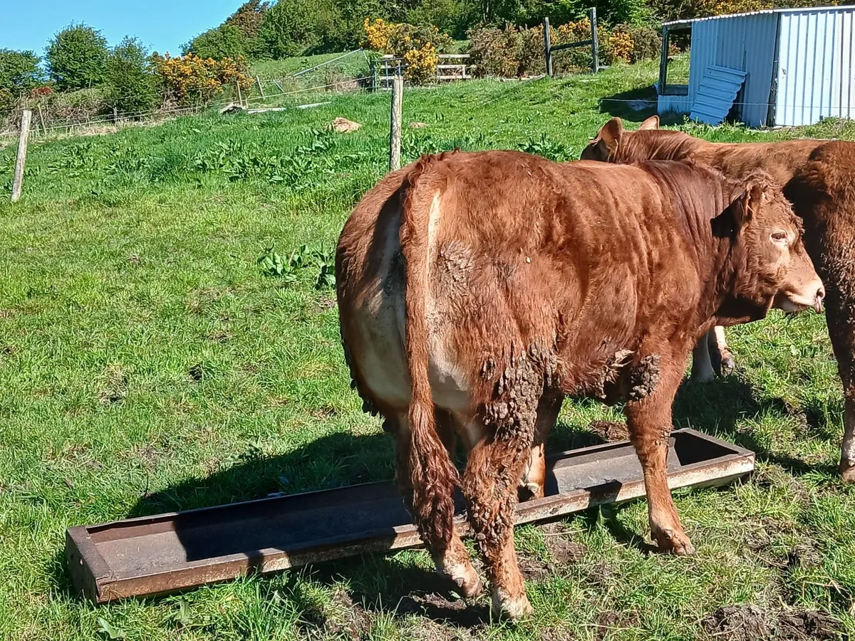 Limousin Bull - Image 3