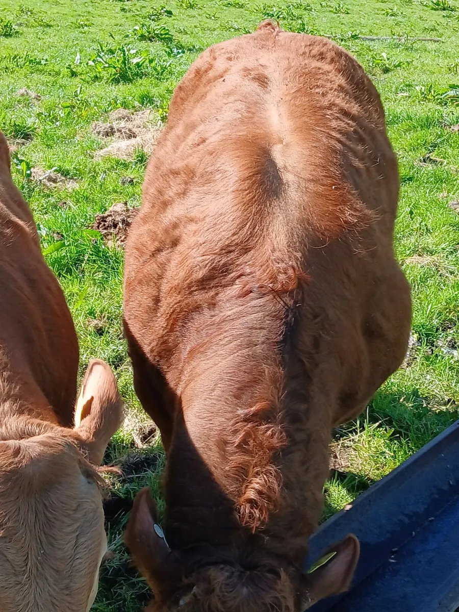 Limousin Bull - Image 4