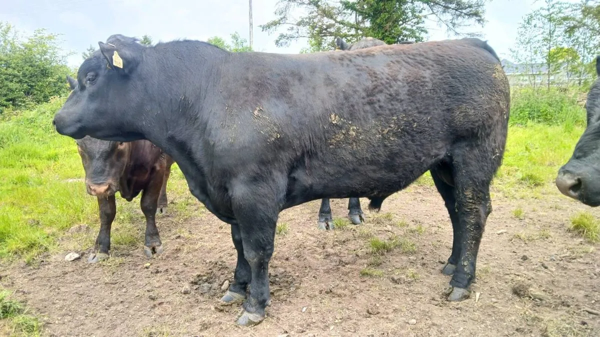 Angus bull - Image 3
