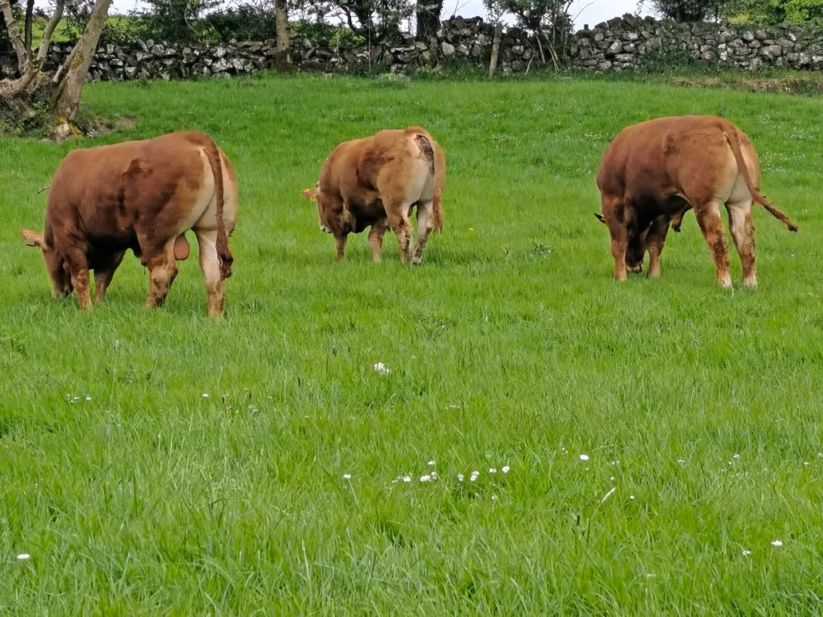 3 pedigree limousin bulls - Image 2