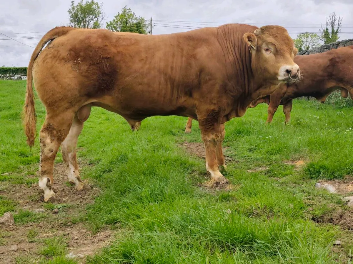 3 pedigree limousin bulls - Image 3