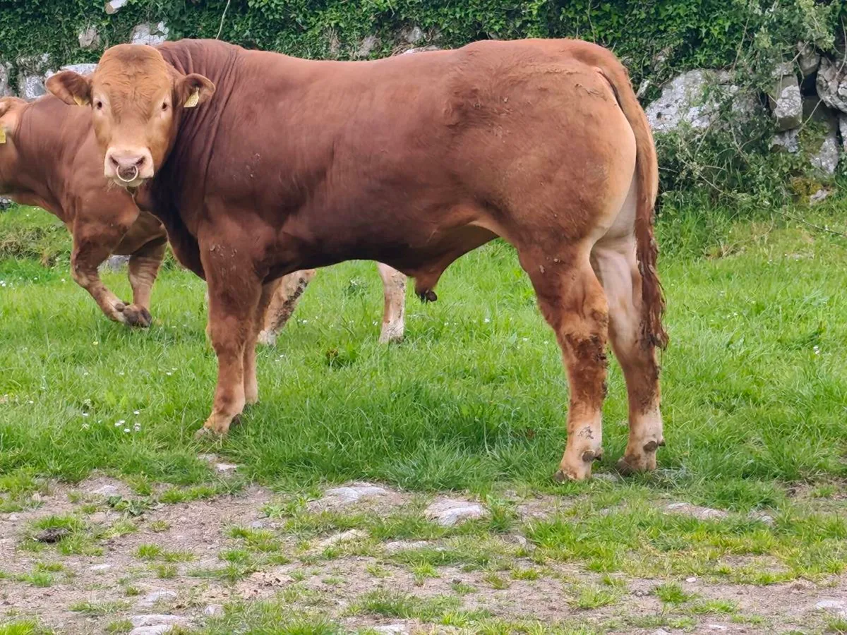 3 pedigree limousin bulls - Image 1