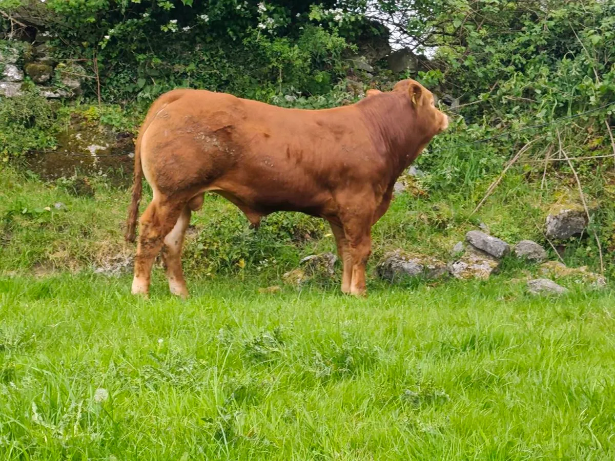 3 pedigree limousin bulls - Image 4