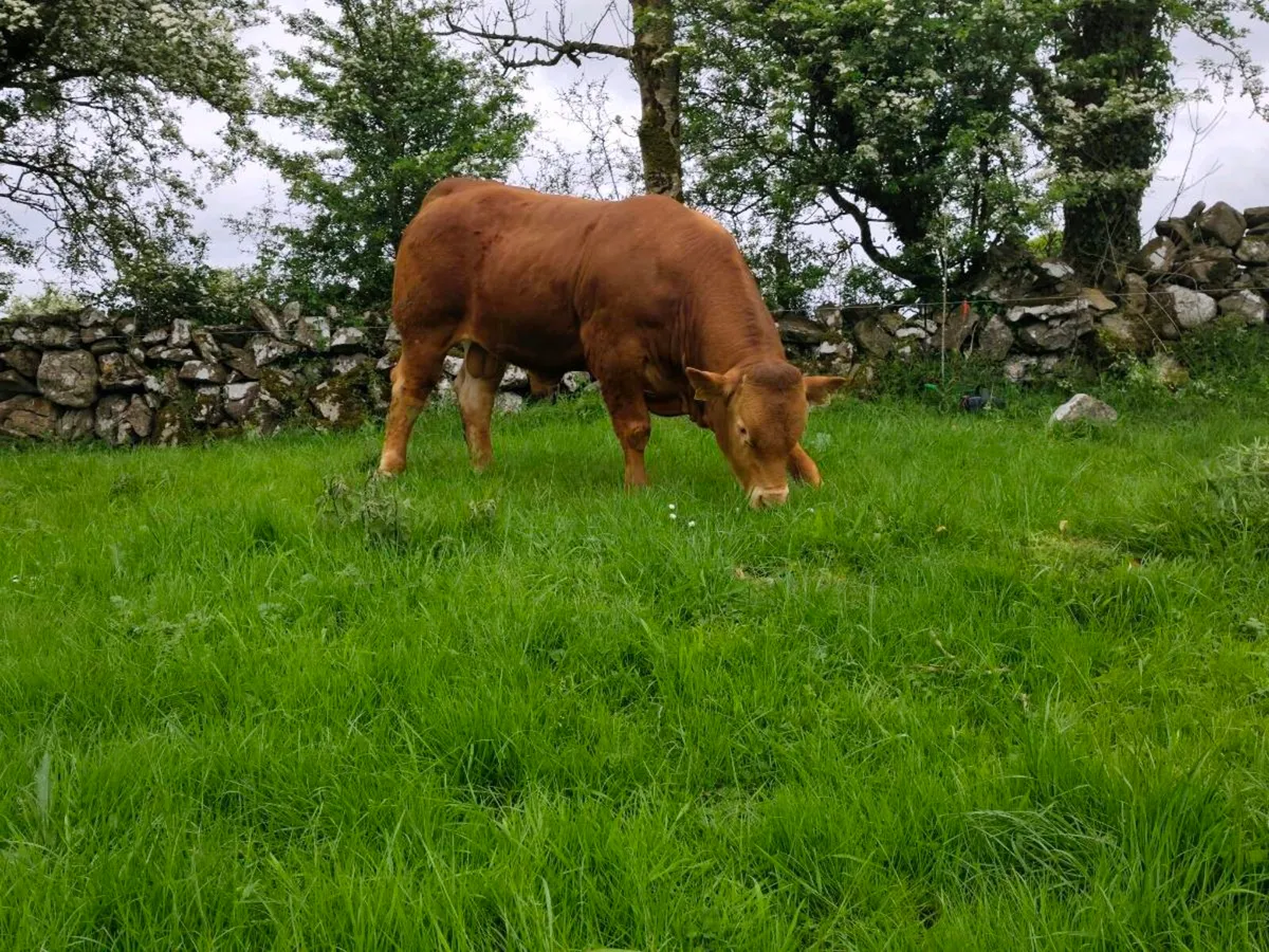 1 pedigree limousin bull - Image 3
