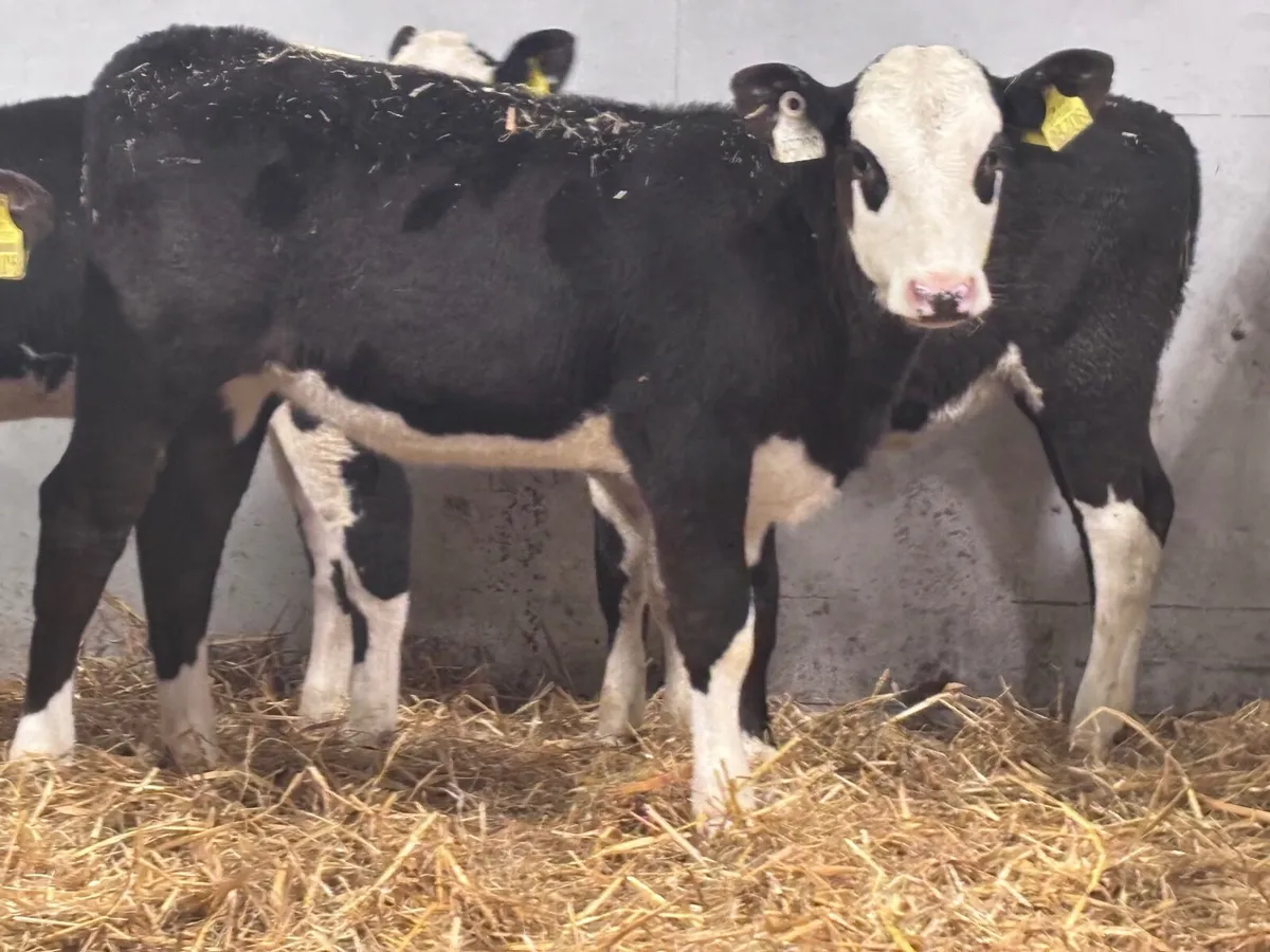 10 grass heifer calves for sale - Image 2