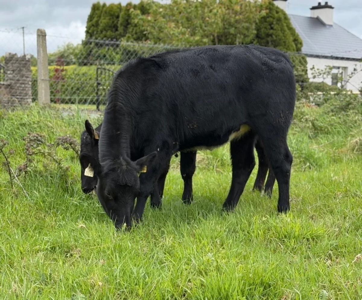 ⭐️2 Quality Angus heifers 280kg⭐️ - Image 1