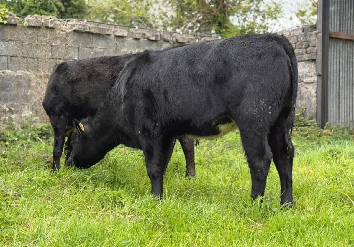 ⭐️2 Quality Angus heifers 280kg⭐️ - Image 3