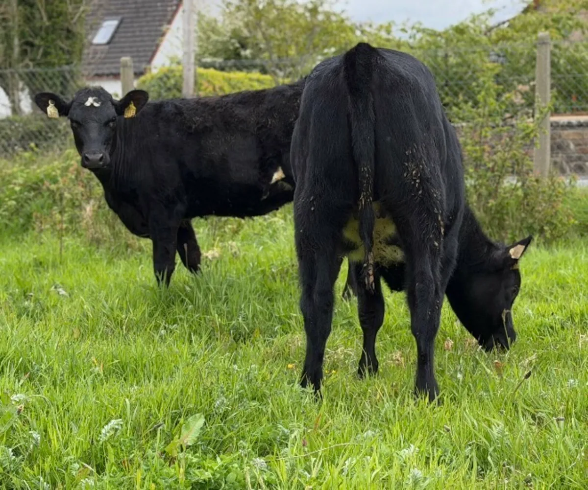 ⭐️2 Quality Angus heifers 280kg⭐️ - Image 4