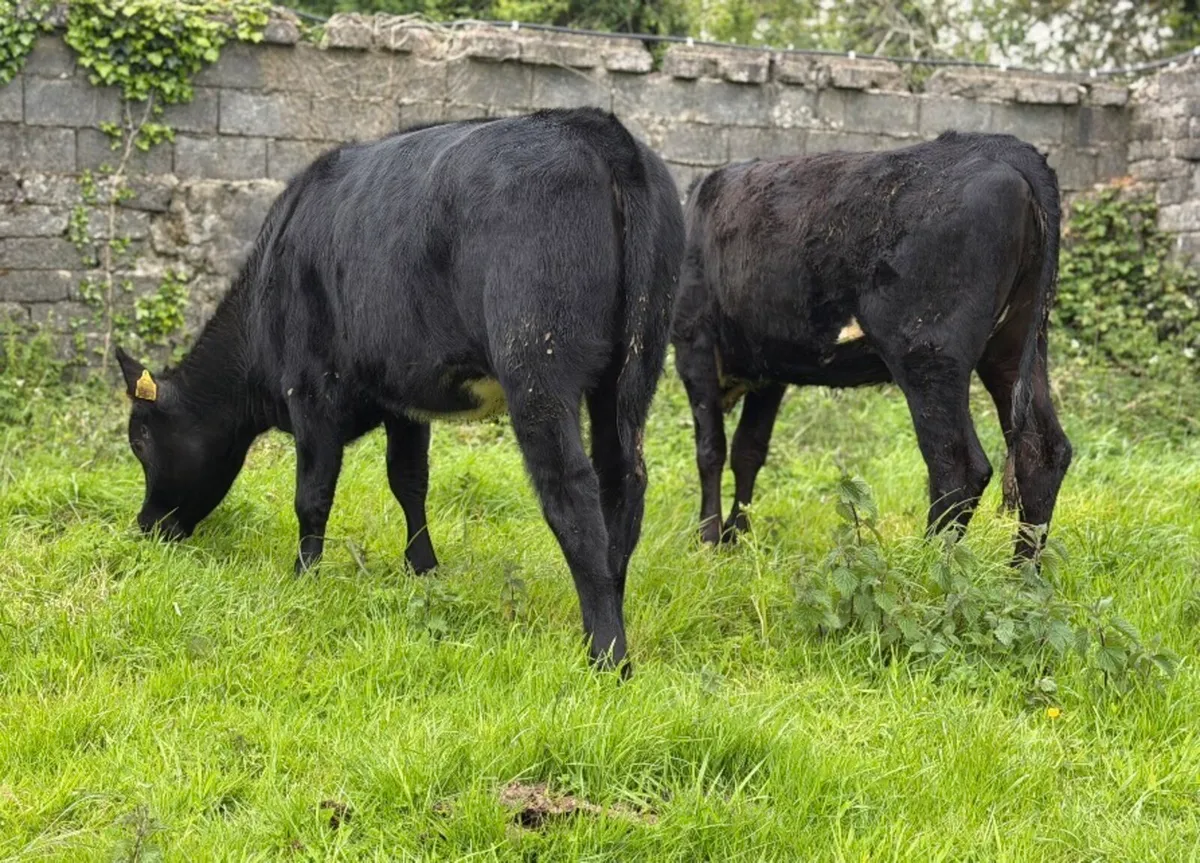 ⭐️2 Quality Angus heifers 280kg⭐️ - Image 2