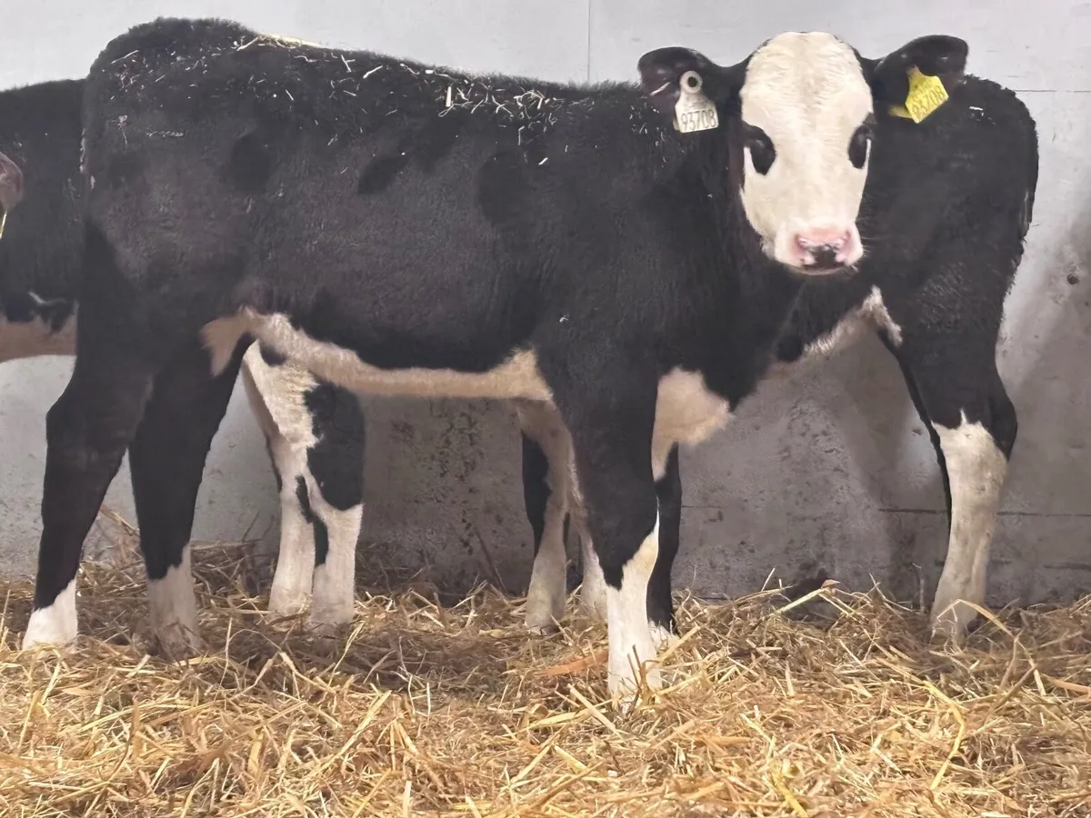 10 grass heifer calves for sale - Image 4