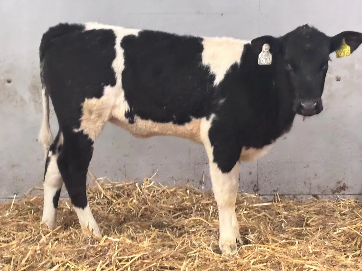 10 grass heifer calves for sale - Image 3
