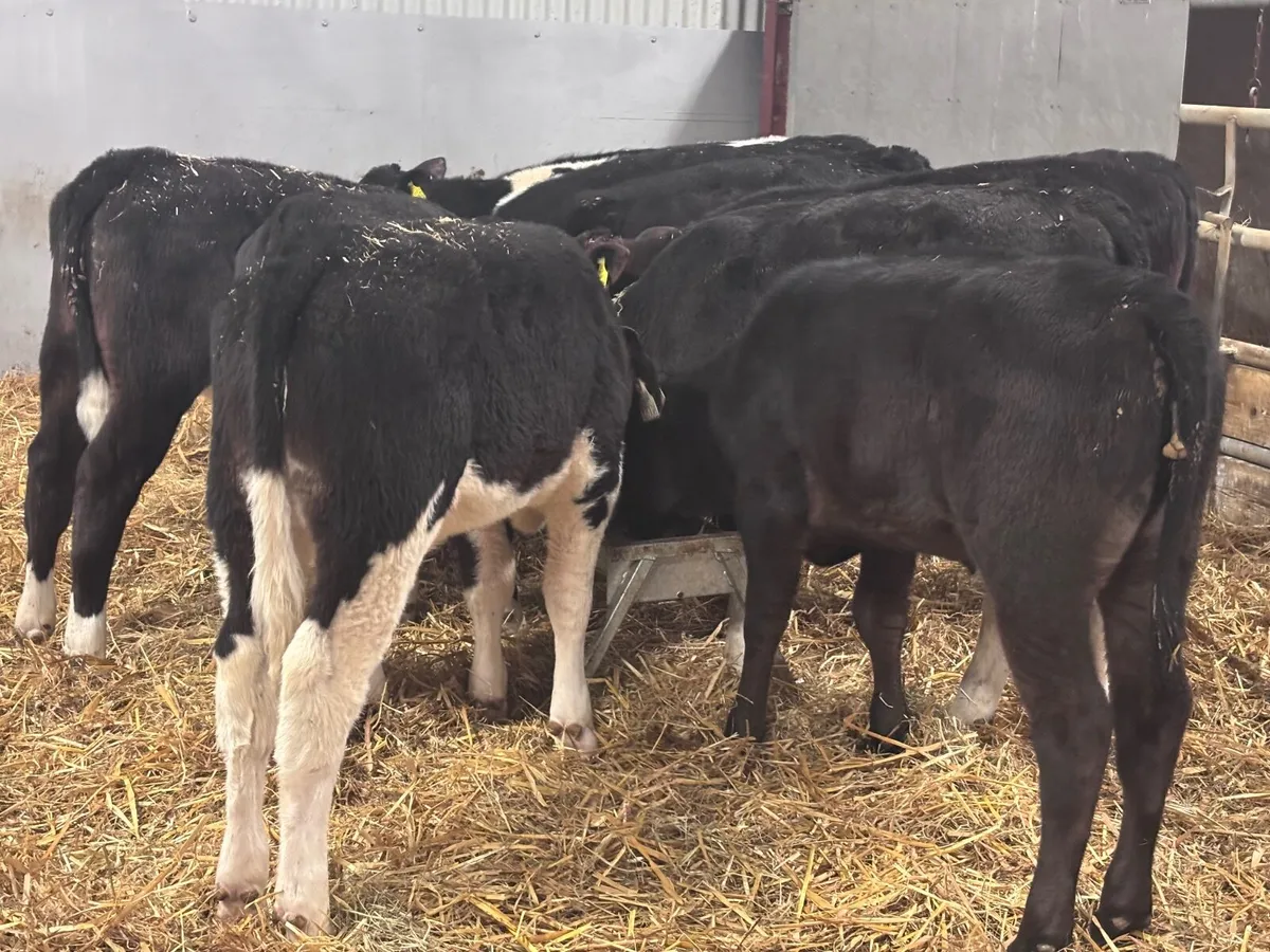 10 grass heifer calves for sale - Image 1