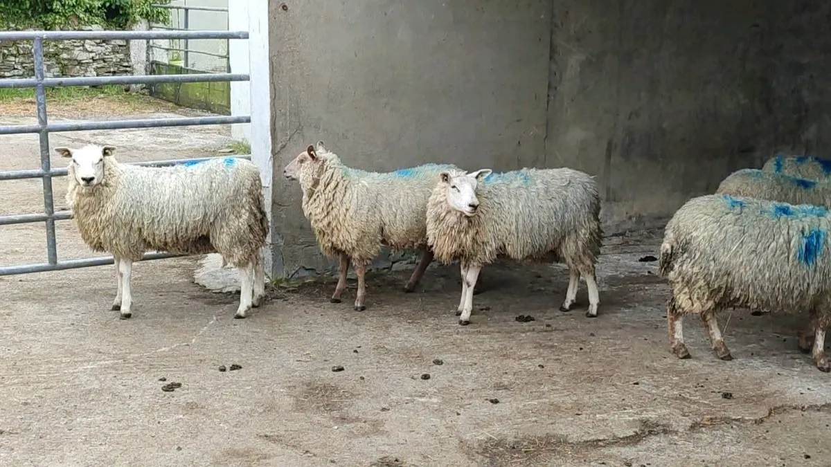 Organic hoggets for sale - Image 1