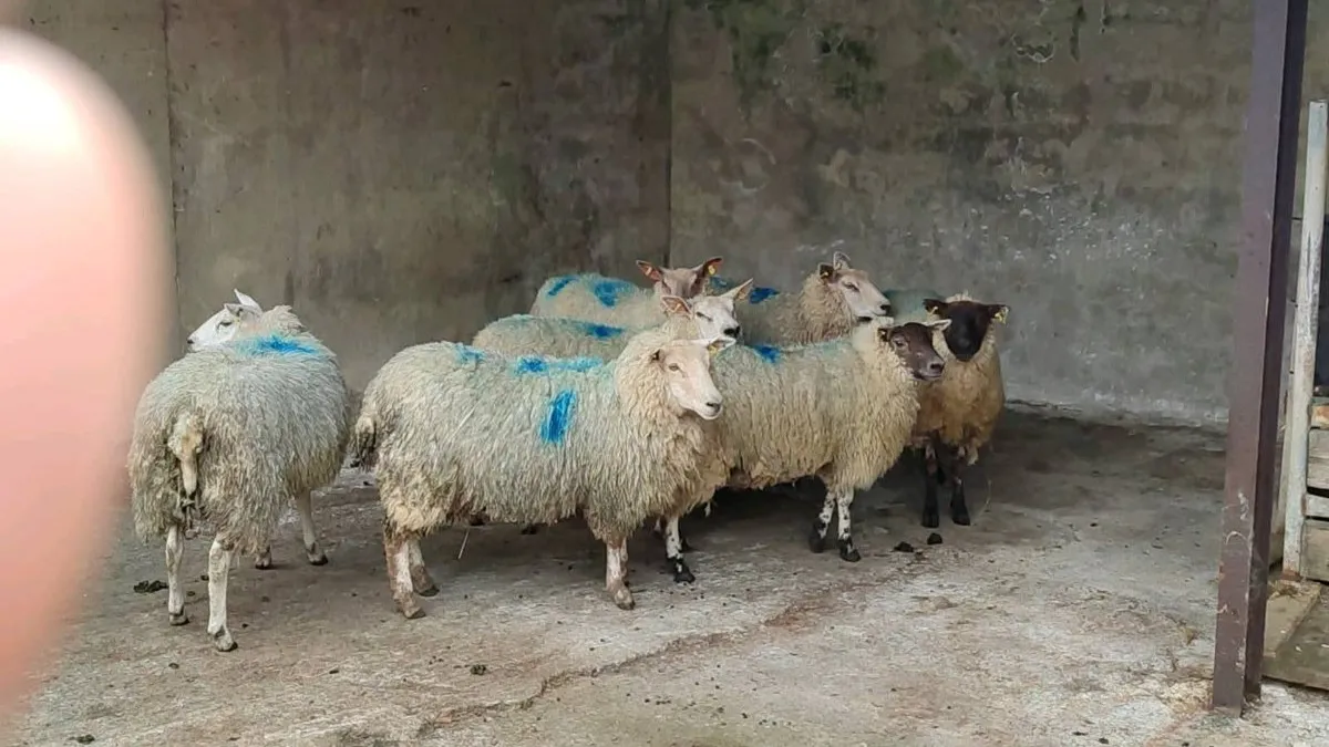Organic hoggets for sale - Image 2