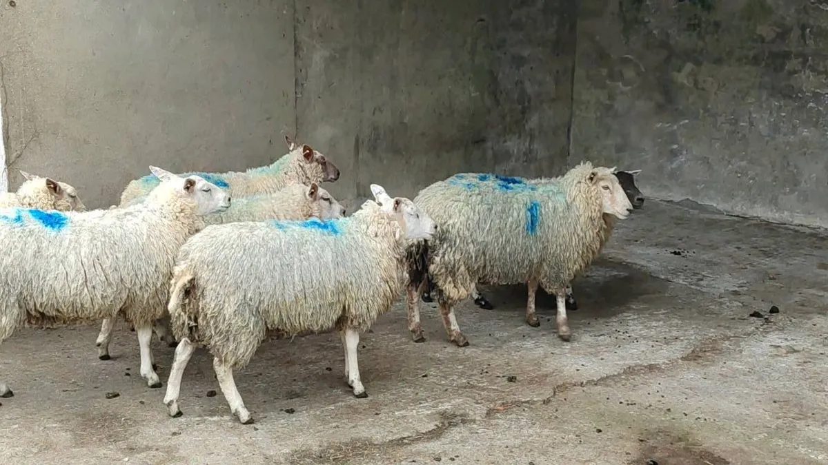 Organic hoggets for sale - Image 3