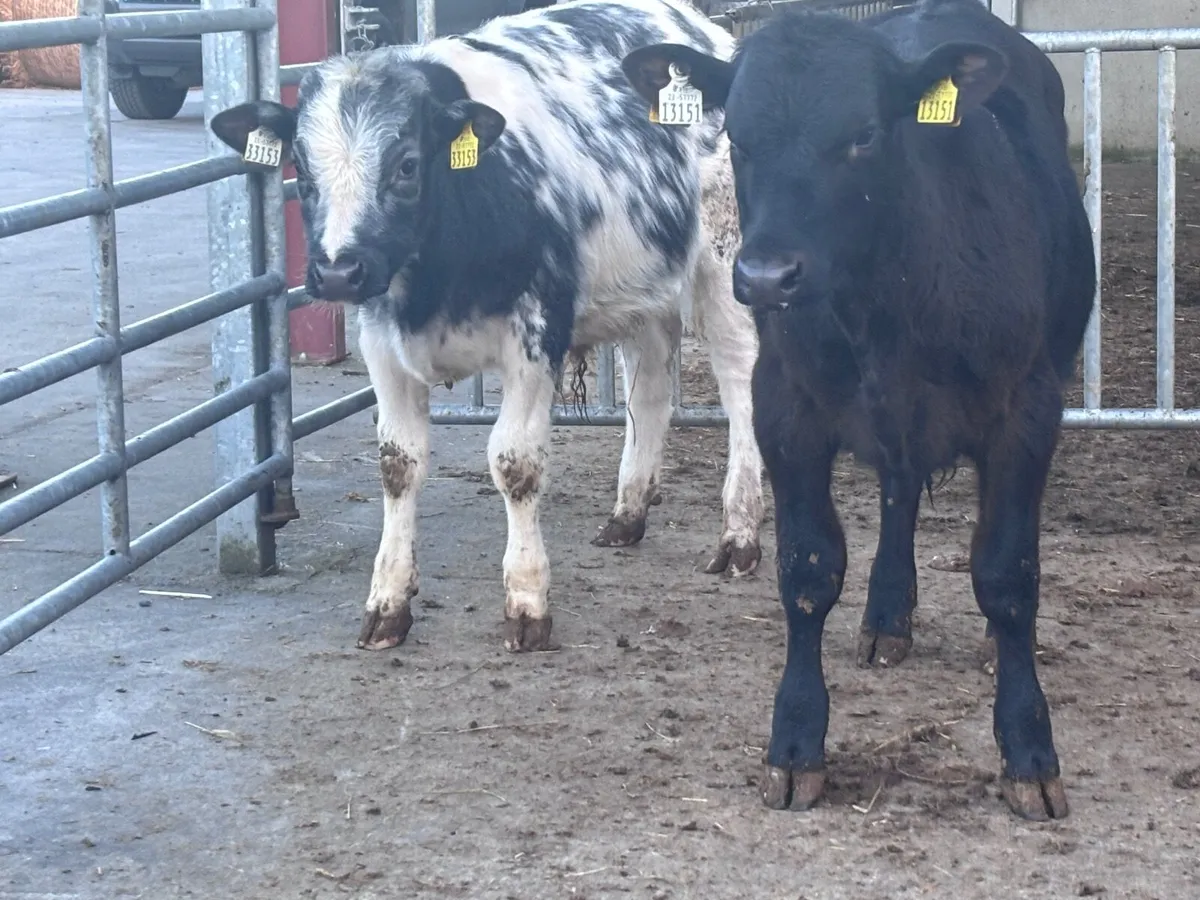 4 bull Weanlings for sale - Image 3