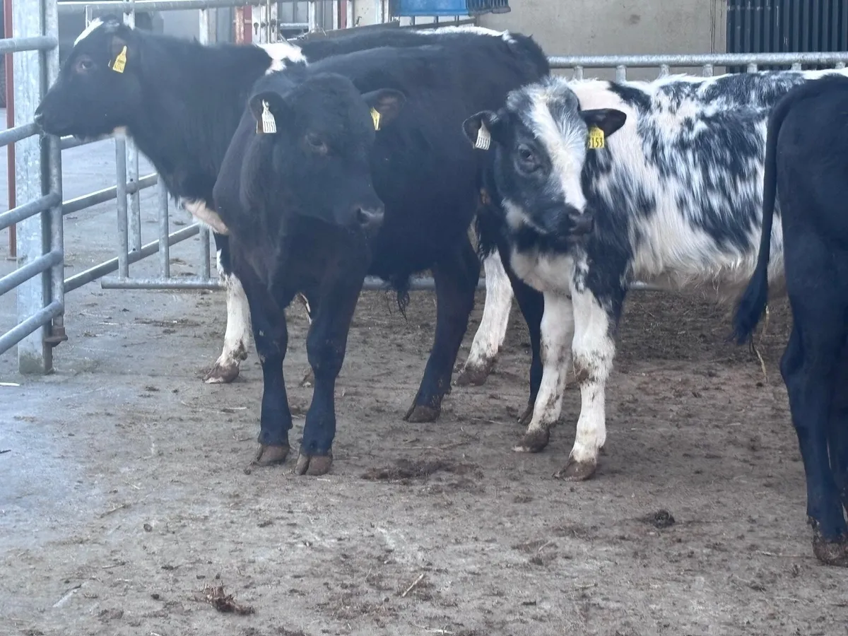 4 bull Weanlings for sale - Image 4