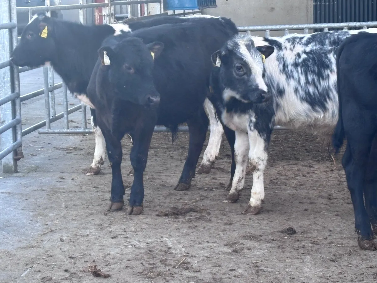 4 bull Weanlings for sale - Image 2
