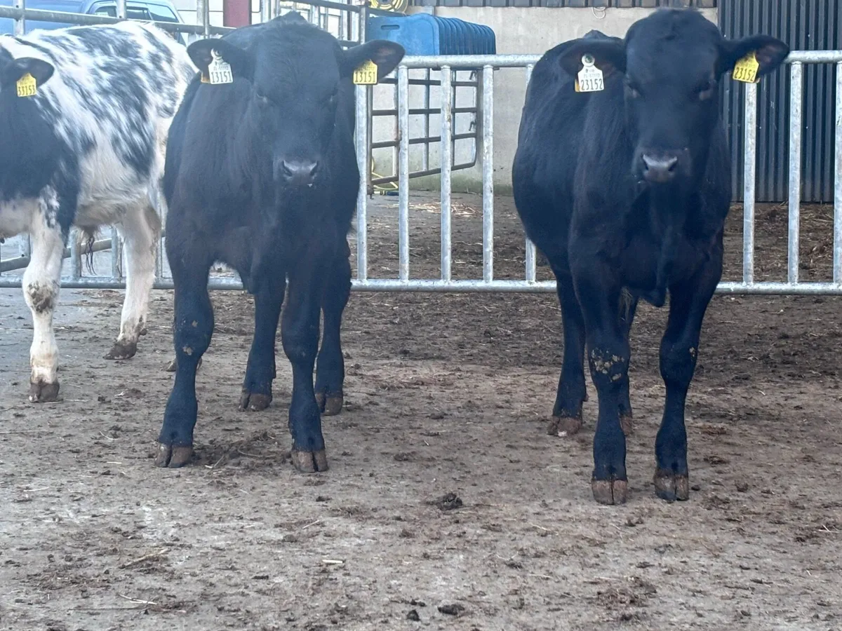 4 bull Weanlings for sale - Image 1